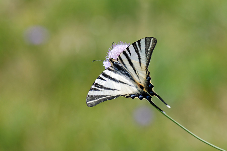 Una giornata da incorniciare - Iphiclides podalirius